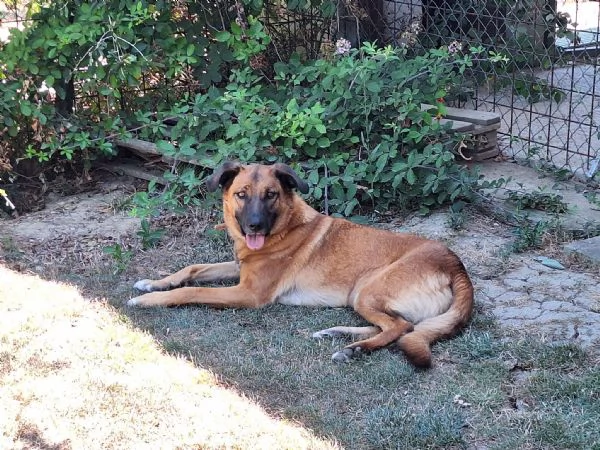 Otello un cane perfetto ancora in canile 