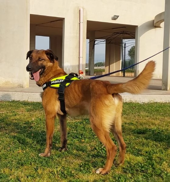 Otello un cane perfetto ancora in canile  | Foto 2