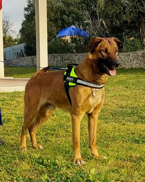 Otello un cane perfetto ancora in canile  | Foto 1