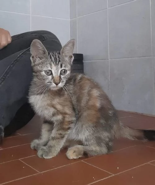 Fausta 3 mesetti scarsi di pura bont  | Foto 0