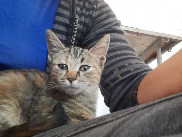 Fausta una gattina di 3 mesi  | Foto 2