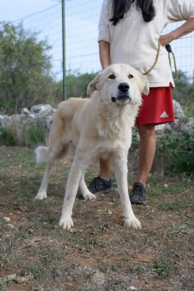 Patrick una meraviglia in gabbia | Foto 4