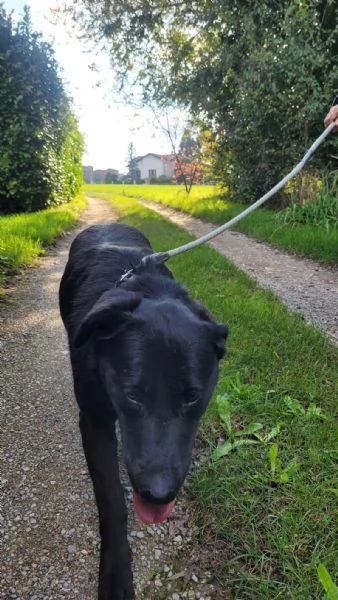 Splendido Labrador  KIRO | Foto 4