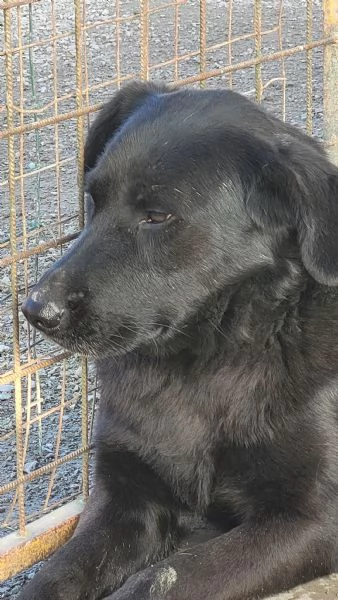 Splendido Labrador  KIRO