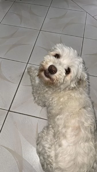 Splendida Bichon  SNOWY