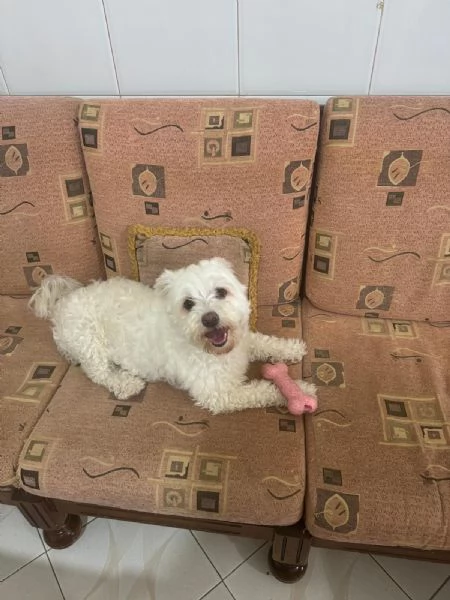 Splendida Bichon  SNOWY | Foto 2