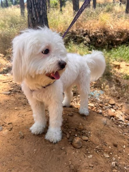 Splendida bichon  LOULOU | Foto 2