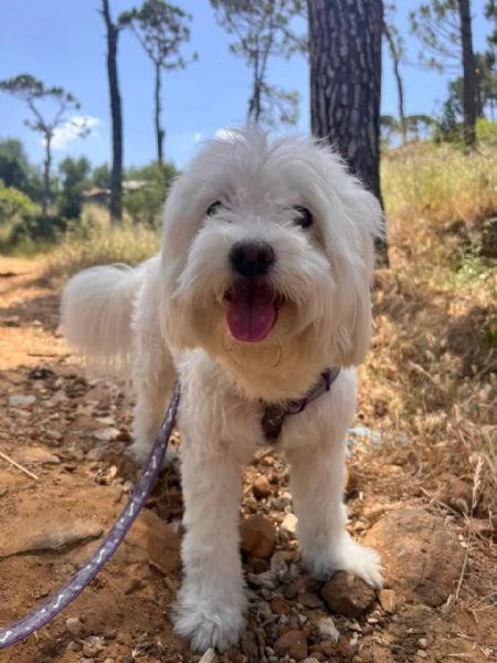 Splendida bichon  LOULOU | Foto 1