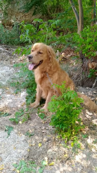 Splendido Golden Retreiver  AASSAL | Foto 3