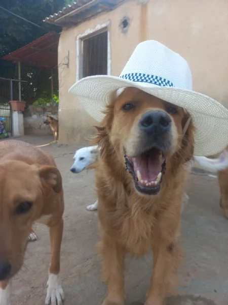 Splendido Golden Retreiver  AASSAL