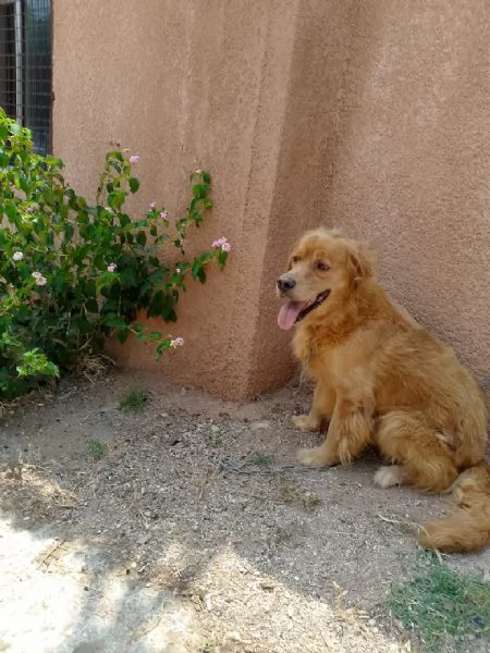 Splendido Golden Retreiver  AASSAL | Foto 2