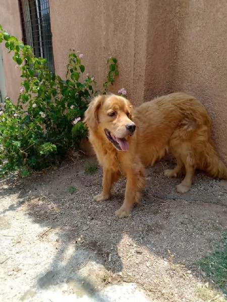 Splendido Golden Retreiver  AASSAL | Foto 1