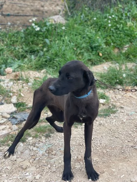 Splendido simil Pointer  SIRIUS