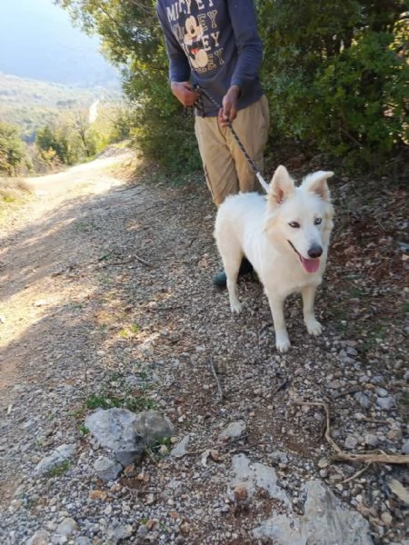 Splendida Husky  CANDY | Foto 3