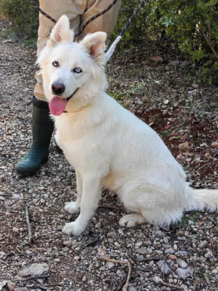 Splendida Husky  CANDY