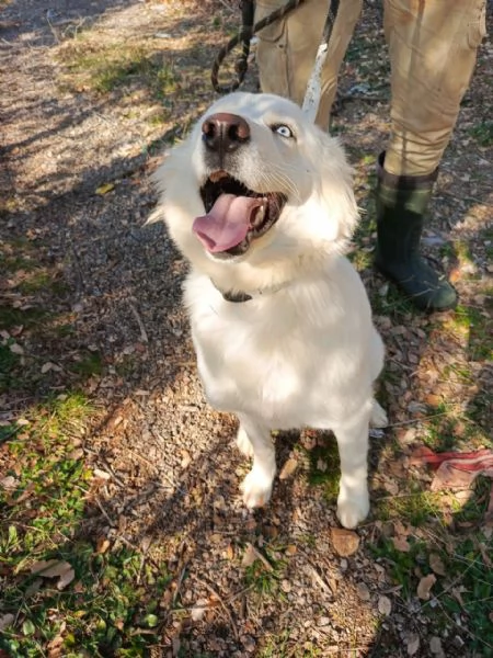 Splendida Husky  CANDY | Foto 2