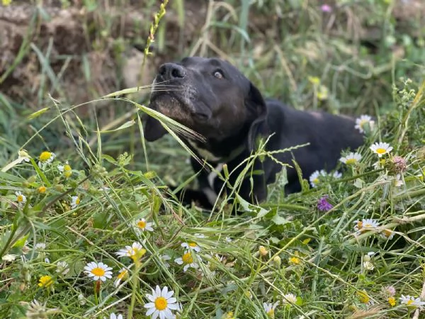 Splendida simil Labrador  Malika | Foto 4