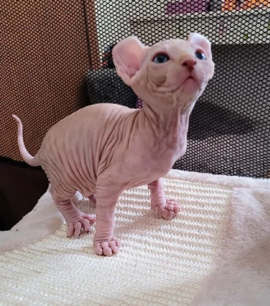 male and female sphynx kittens | Foto 0