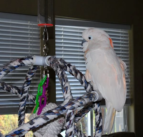 Pappagalli Cacatua Alba | Foto 0