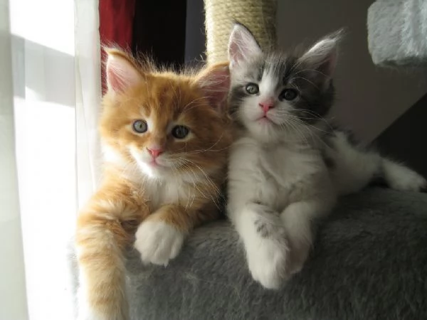 Maine coon cuccioli nati in casa