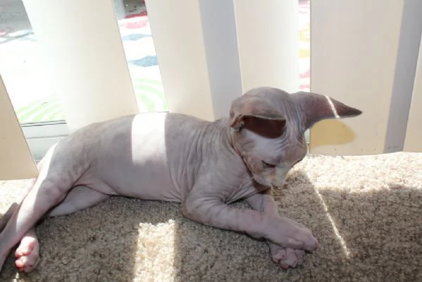 Bellissimi Gattini Sphynx | Foto 0