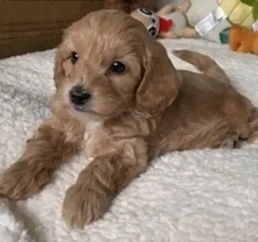 Cucciolo di Maltipoo