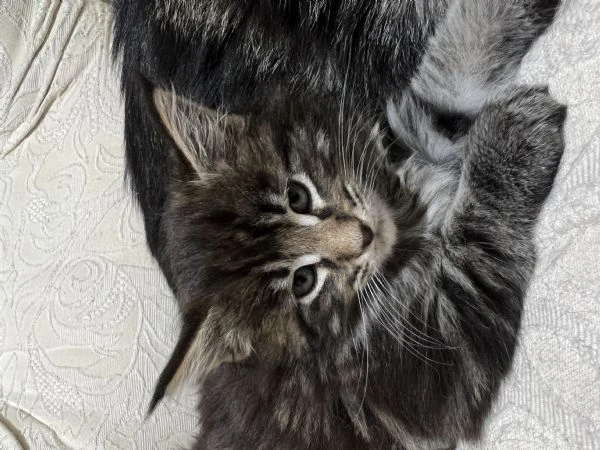 Maine coon | Foto 1