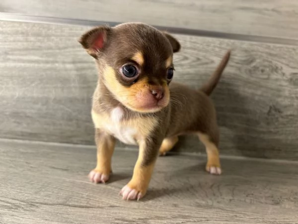 CHIHUAHUA FEMMINA CON PEDIGREE