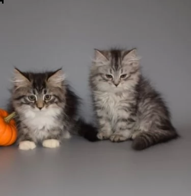 cuccioli di gattini siberiano