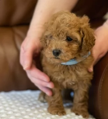 bellissimi cuccioli di barboncino nano