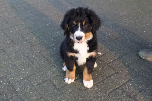 cuccioli di bovaro del bernese | Foto 0