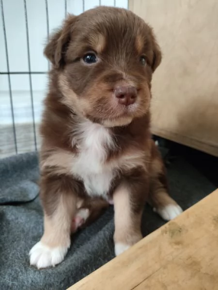 Cuccioli di Pastore Australiano Australian Shepherdcon pedigree  | Foto 4