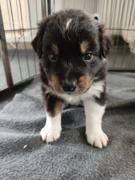 Cuccioli di Pastore Australiano Australian Shepherdcon pedigree  | Foto 1