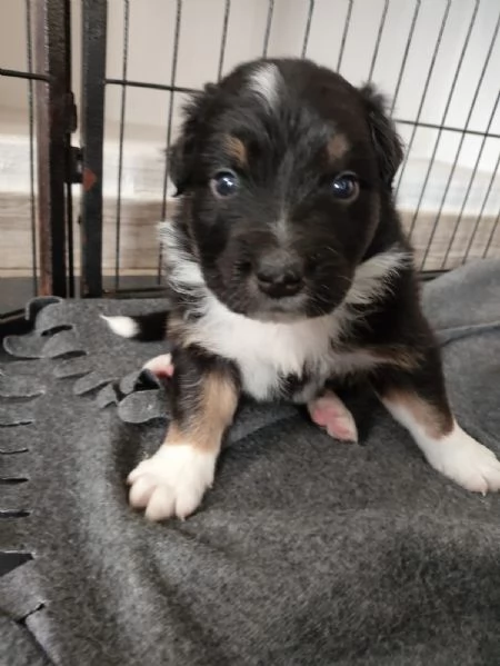 Cuccioli di Pastore Australiano Australian Shepherdcon pedigree  | Foto 0