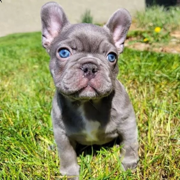 regalo cuccioli di bulldog francese di razza