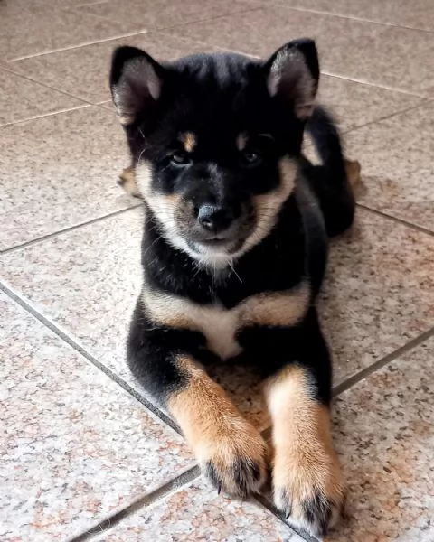 Shiba inu pedigree Enci 