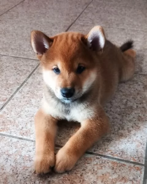 Shiba inu pedigree Enci  | Foto 0