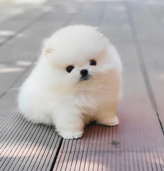 Regalo cucciolo Volpino Pomerania da Privato a regalo volpino pomerania ...