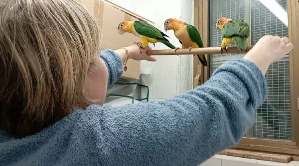 Pappagalli allevati a mano caicco  | Foto 0