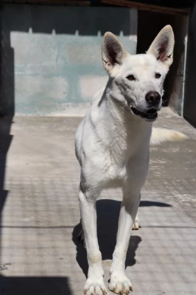 gastone sterilizzato sui 20 kg di peso taglia media