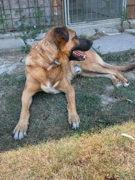 Otello buono e docile taglia media | Foto 4