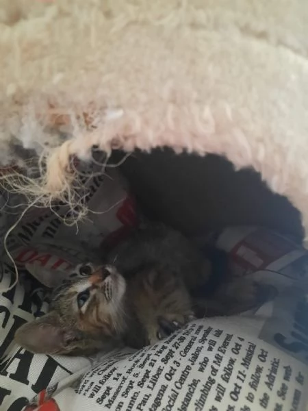 Fausta 3 mesetti scarsi di pura bont  | Foto 4