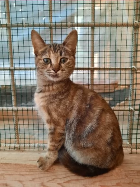 Fausta  una gattina di tre mesi che cerca casa