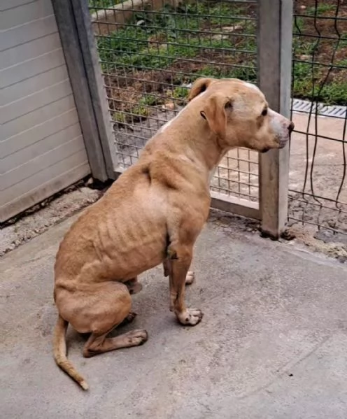 Igor un pitbull in cerca di aiuto | Foto 3