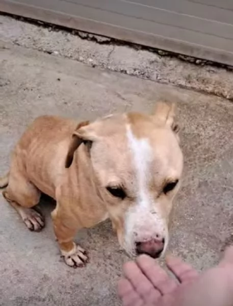 Igor un pitbull in cerca di aiuto | Foto 2