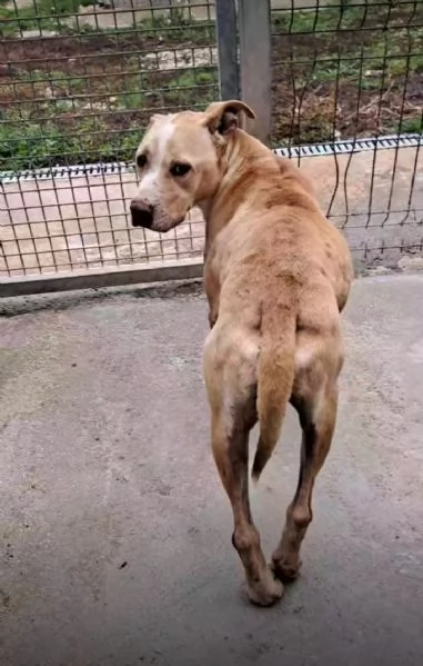 Igor un pitbull in cerca di aiuto | Foto 1