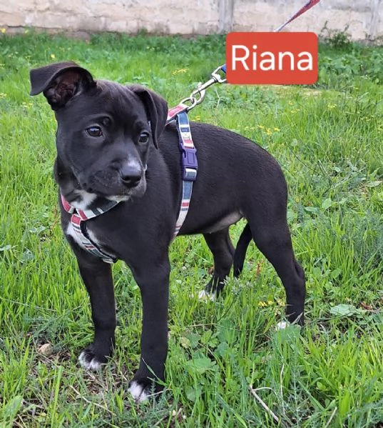 Aghata e Riana 3 mesi simil pitbull | Foto 4