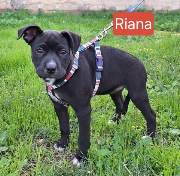 Aghata e Riana 3 mesi simil pitbull | Foto 3