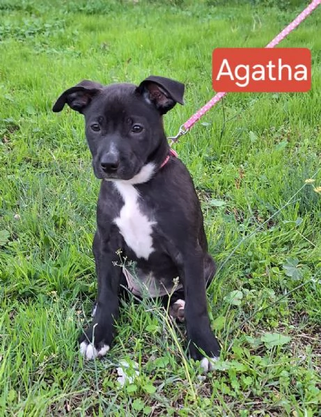 Aghata e Riana 3 mesi simil pitbull | Foto 2