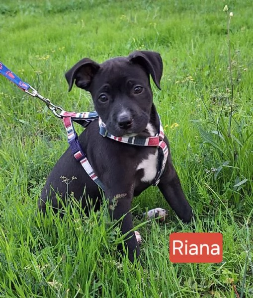 Aghata e Riana 3 mesi simil pitbull | Foto 1